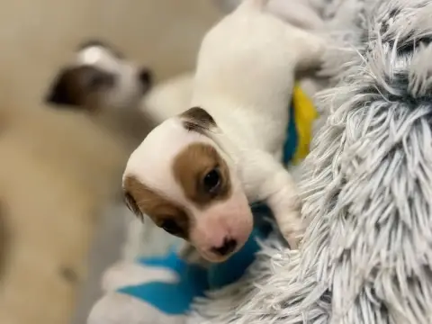 Jack Russell Terrier  Chiot N°5 Du Domaine Des Pattes 5164c