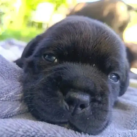 Staffordshire Bull Terrier