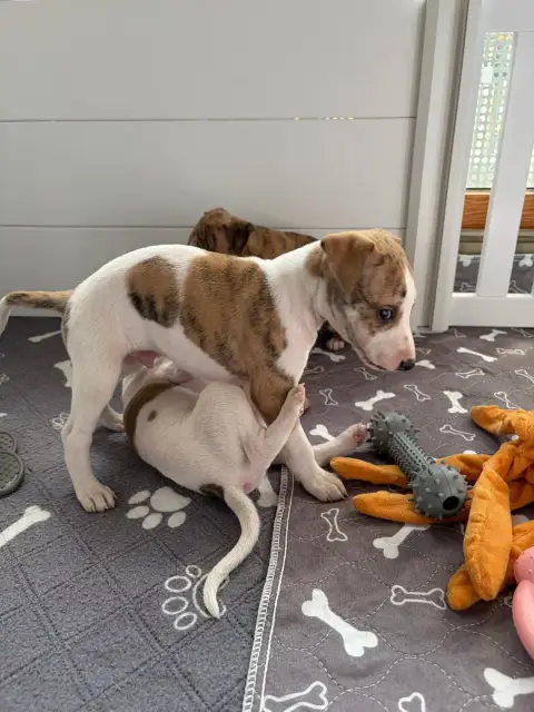Whippet 
                        Chiot N°3 Des Soft M ab93b photo 2
