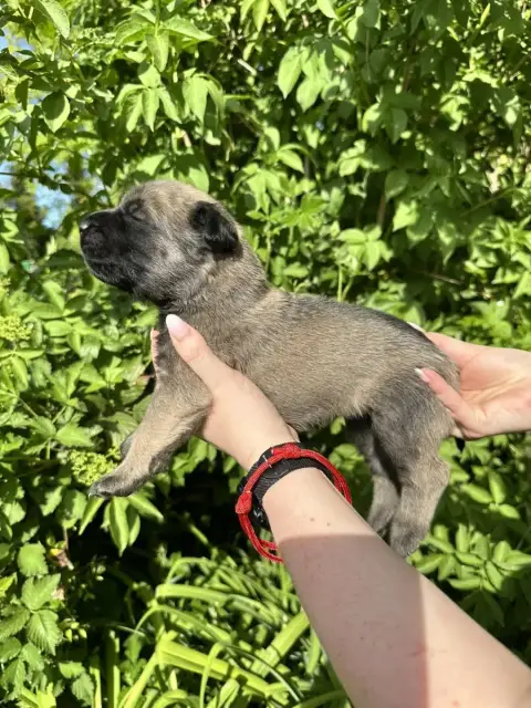Mastiff  Rouge De L'Arche De Jovie