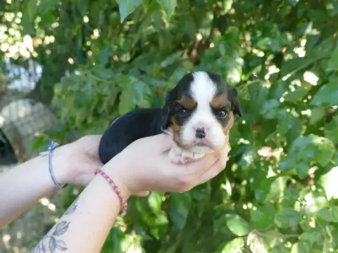 Cavalier King Charles Spaniel  Chiot N°1 Du Temps Des 3c7a8 photo 2