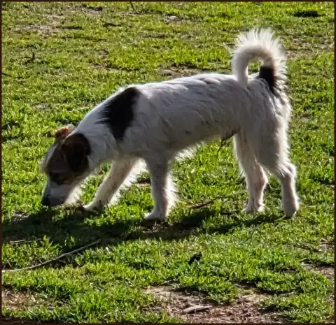 Jack Russell Terrier  Volverine De La Bruyère De Jade f0845 photo 2