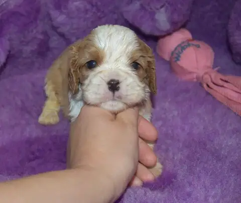 Cavalier King Charles Spaniel 
                       088e5