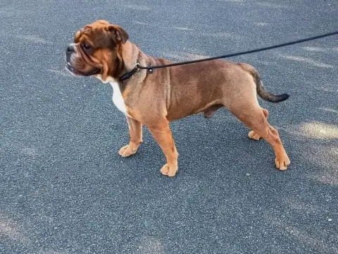 Bulldog Continental  Collier Bleu Du Domaine De Beala 90aae photo 2