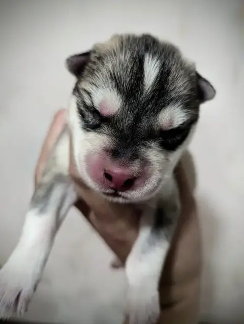 Siberian Husky  Mâle 3 Des Sarmentins