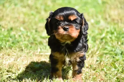 Cavalier King Charles Spaniel  Baloo Du Repère Des Po 85487