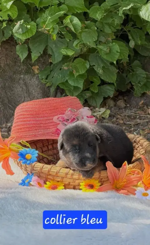 Berger Allemand  Chiot 2 Du Clos De La Chanson