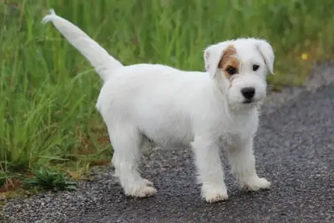Jack Russell Terrier  Male 1 Des Diamants Verts