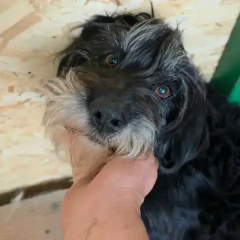 Anna Mary La Toute Timide À Adopter D'Urgence