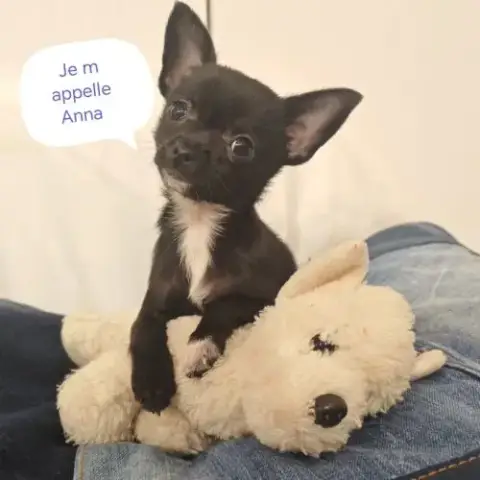 A Vendre Chiot