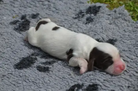Cocker Spaniel Anglais  Chiot N°1 Chocolat Et Blanc D f3d72 photo 2