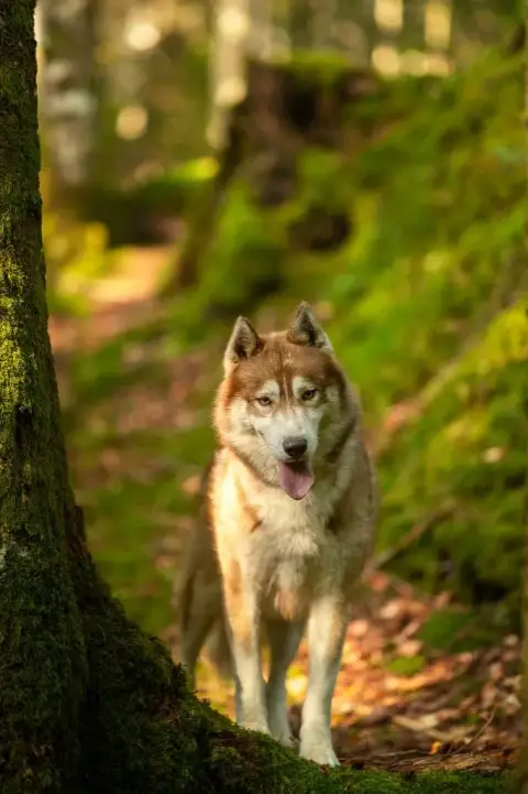 Siberian Husky  Bazingaaa Des Etoiles Des Glaciers photo 2