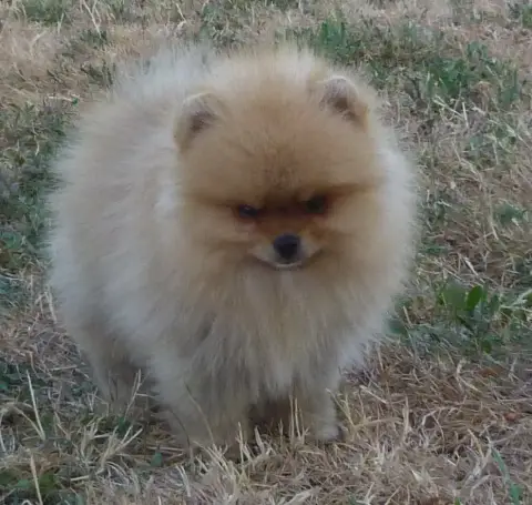 Spitz Allemand 
                        Balto Des Pet f76dd photo 3