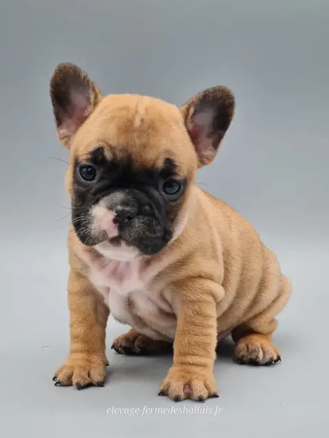 Bouledogue Français  Belladone Du Mont De La Chenaie b8dd1 photo 3