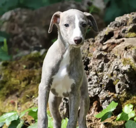 Whippet  Beyoncé Des Brumes De Brocéliande