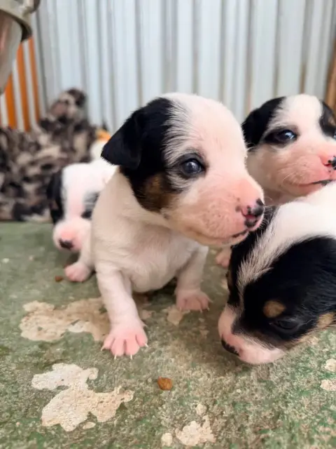 Jack Russell Terrier  Basile Des Niglots Du Gard