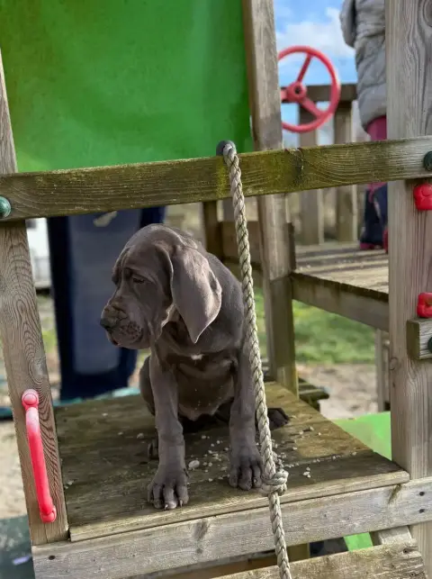 Dogue Allemand  Alana Du Jardin Royal photo 2