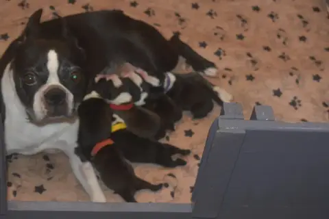 Boston Terrier  Chiot N°5 De Sabbia Nera De Mondella 752b2