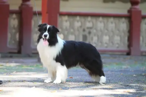 Border Collie  Fille Bleu Of Pacific Spirit photo 3