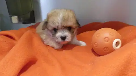 Coton De Tulear  Chiot N°4 Du Domaine Des Ecorces