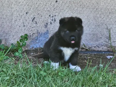 Akita Americain  Chiot N°4 Du Domaine De Clérik