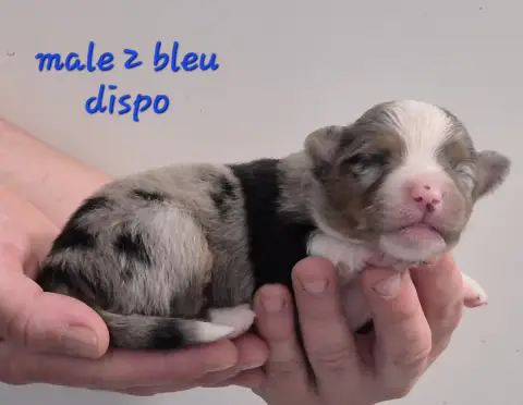 Berger Américain Miniature  Chiot N°2 Des Ecuries Du  c4bc2