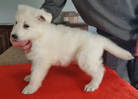 Berger Blanc Suisse  Chiot N°3 Des Hirondelles Du Voy eca4b