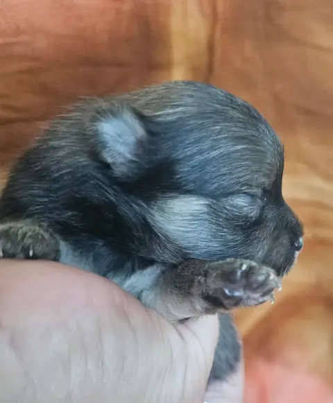 Spitz Allemand  Bubble Des Amours De Claya