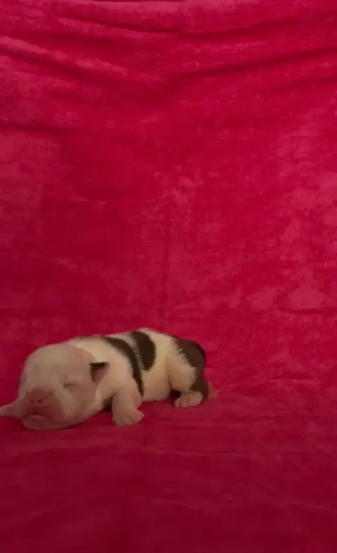 Bulldog Anglais  Chiot 2 Des Praz D'Orépac photo 3