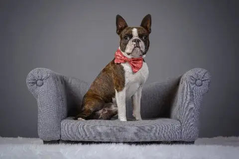 Boston Terrier  Chiot N°2 D'Elladu photo 3