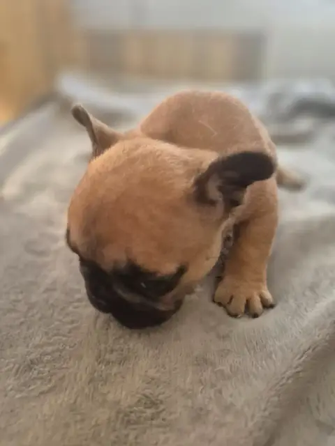 Bouledogue Français  Chiot 4 Le Domaine D'Oscar photo 2