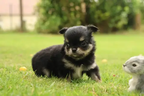 Chihuahua  Born To Be Alive "Bonnie" Des Gardiens D'H 290ce photo 2