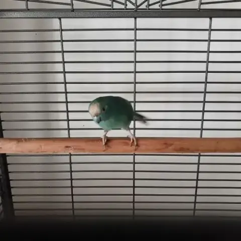 Perruche De Sparrman Adorable
