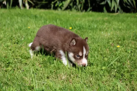 Siberian Husky  Chiot N°1 Des Legendes Du Triskel photo 3