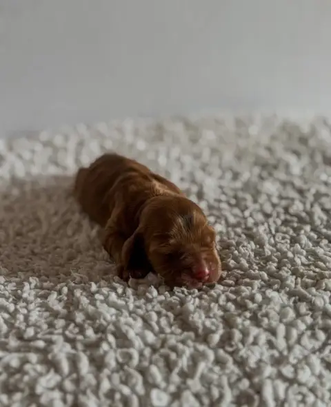 Cocker Spaniel Anglais