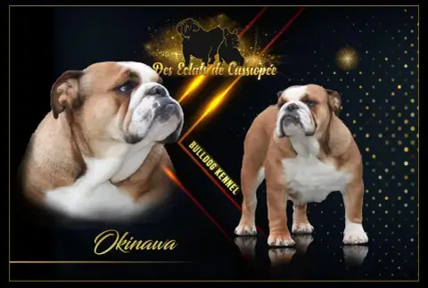 Bulldog Anglais  Barbara Shamrock Cottage photo 2