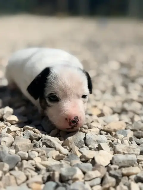 Jack Russell Terrier  Basile Des Niglots Du Gard photo 3