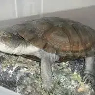 Pelomedusa Subrufa