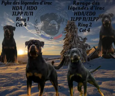 Rottweiler  Chiot N°1 Des Légendes D'Irac photo 2