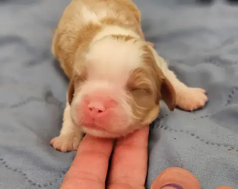 Cavalier King Charles Spaniel  B 1 Of Little By Littl e07b1
