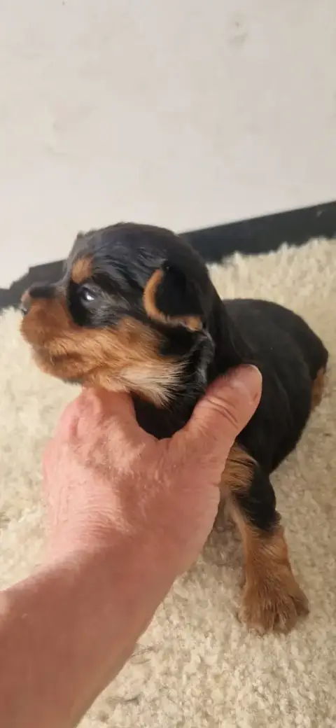 Yorkshire Terrier  Bellisima Des Terres De Maroussia 2572d