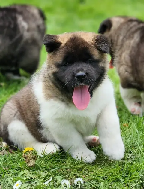 Akita Americain  Bunshichi Of Bear'S Park photo 3