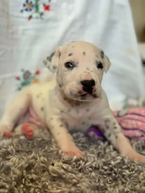 Dalmatien  Sans Collier Des Gardiennes De La Vallée D d68f3