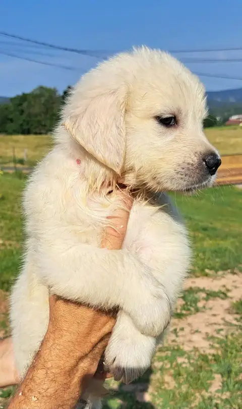 Golden Retriever  Banana photo 3