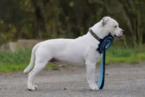 Staffordshire Bull Terrier  Chiot 5 Spirit Wolf Addic b18e7 photo 2