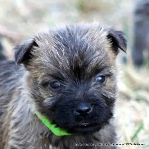 Cairn Terrier photo 2