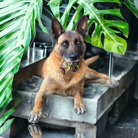 Berger Belge  Chiot 10 Von Husla Hof photo 2