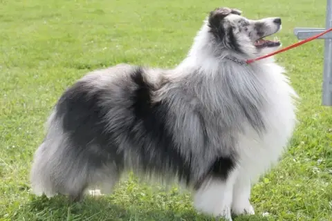 Shetland Sheepdog  B.... Mâle Bleu Du Vent Des Moisso f2cde
