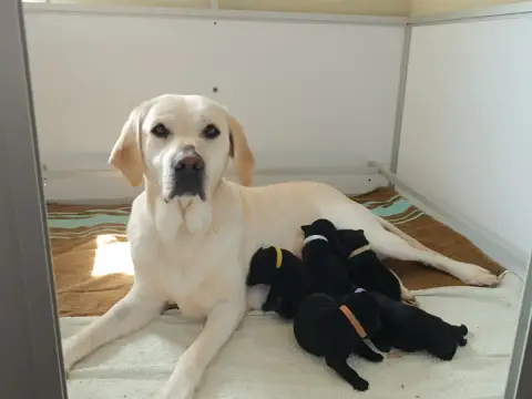 Labrador Retriever  Chiot N°2 De Javelot Des Granges 0b4bf photo 2