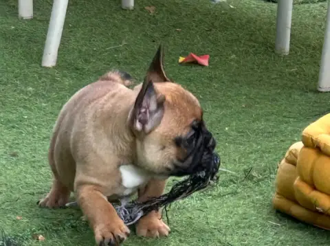 Bouledogue Français  Billy Boy Du Roi De La Redingote aed2a photo 3